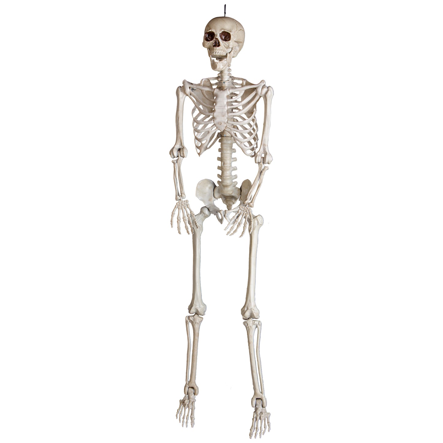 5ft Bone Skeleton w/Open Mouth