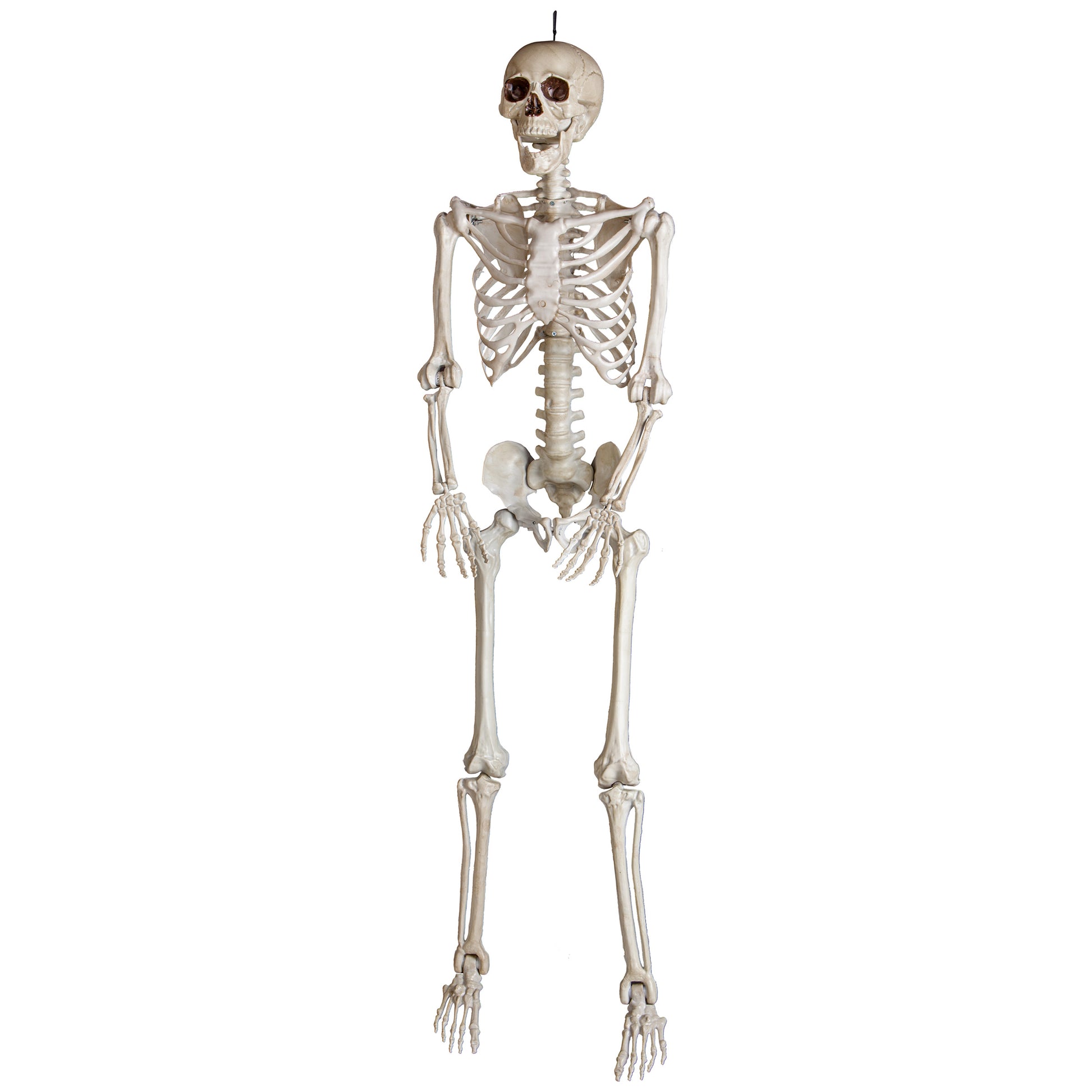 5ft Bone Skeleton w/Open Mouth
